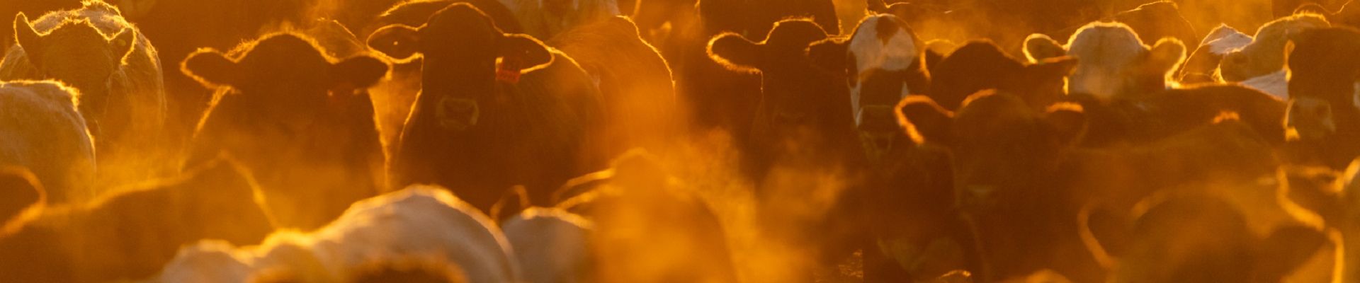 Tuloxxin® Injection - Application in Cattle