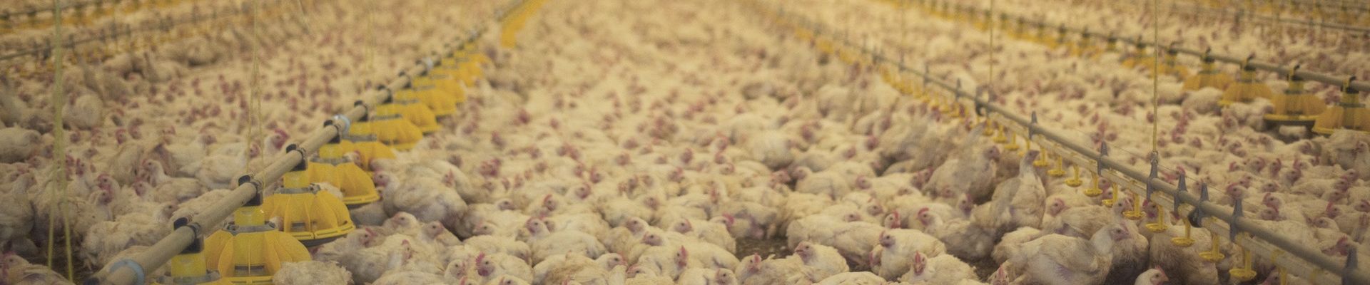 How To Compare Different Phytases For Use In Poultry Feed