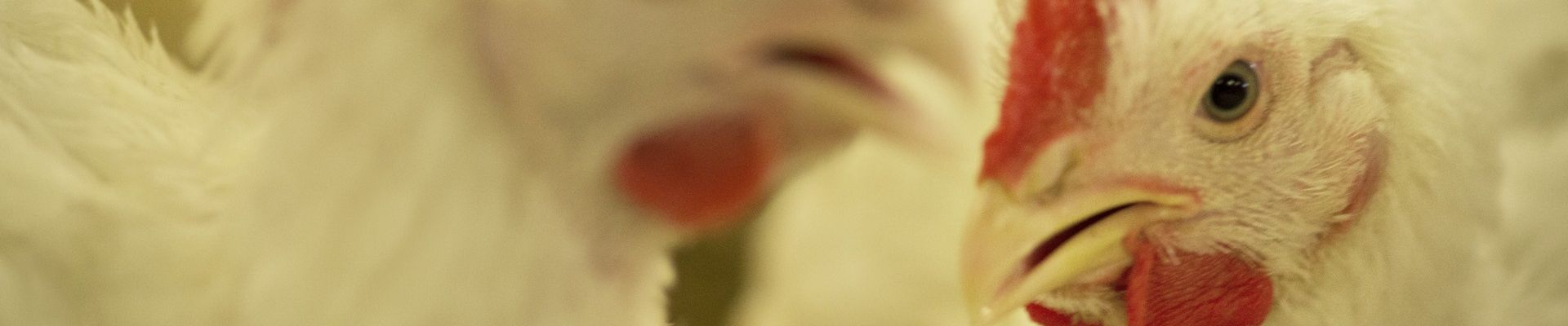 Huvepharma Returns the only FDA-Approved Triple-Sulfa Medication to US Market