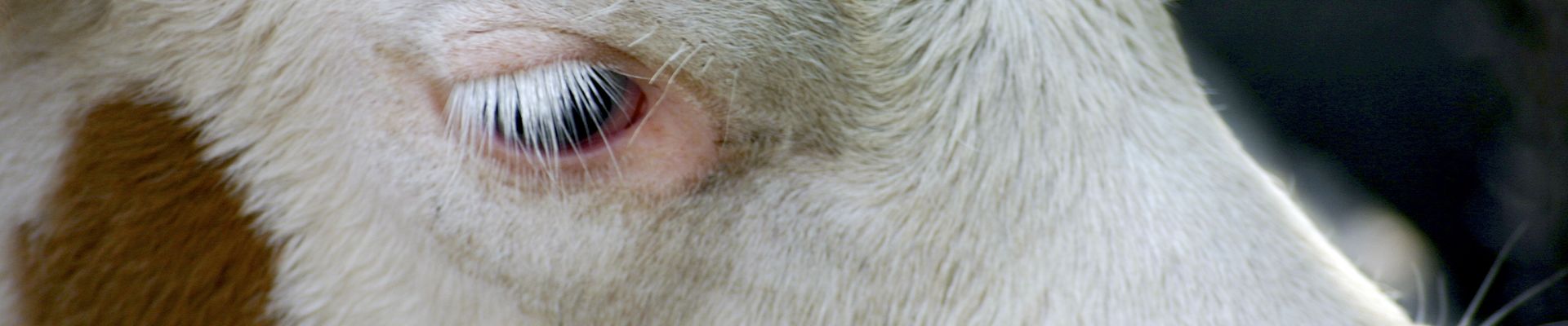 Passive Immunisation to Control Calf Diarrhoea