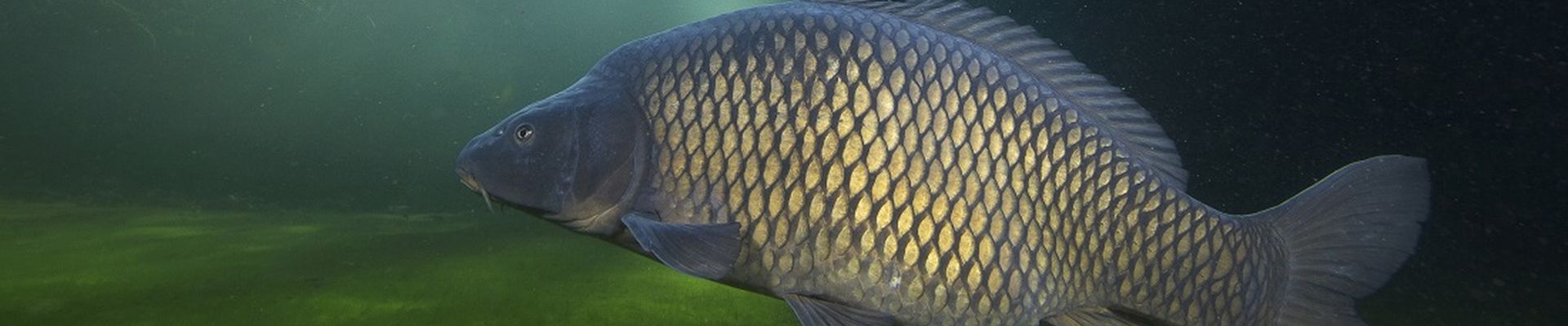 Hostazym® X Demonstrates its Positive Impact on Carp Performance