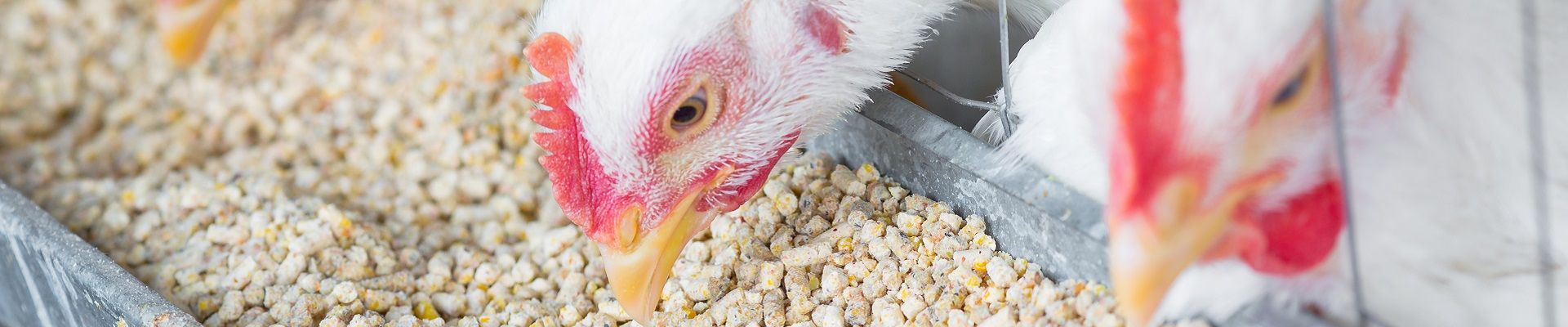 Comparison Of The Efficacy Of Different Ionophores On The Control Of E. …