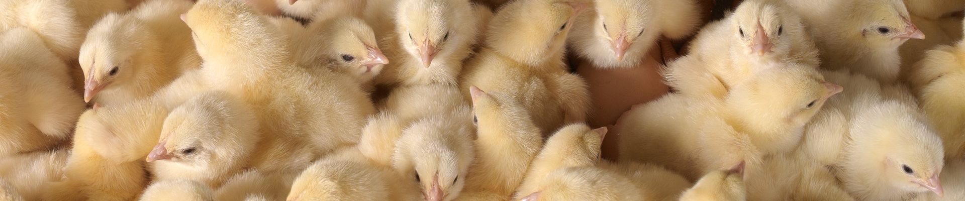 How To Achieve Successful Coccidiosis Vaccination