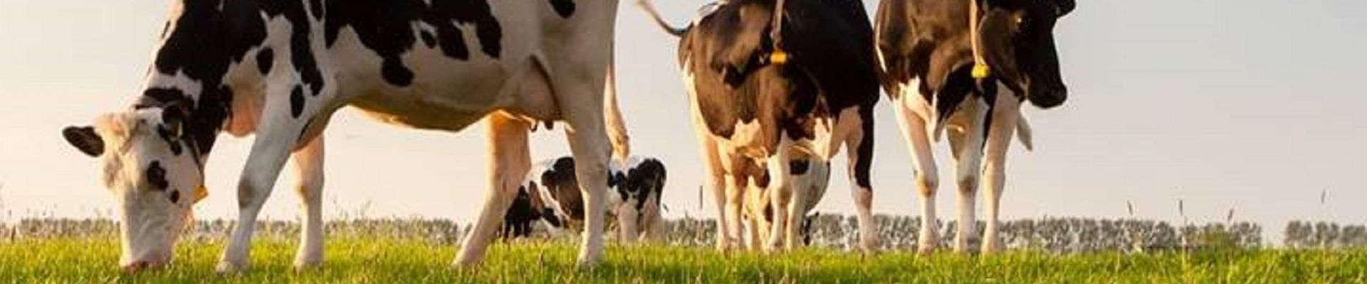 Controlling Cryptosporidiosis With Paromomycin Sulphate In Neonatal Dairy Calves