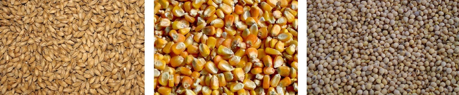 Fermentation And Innovation: Enhancing The Bioavailability Of Vitamin D