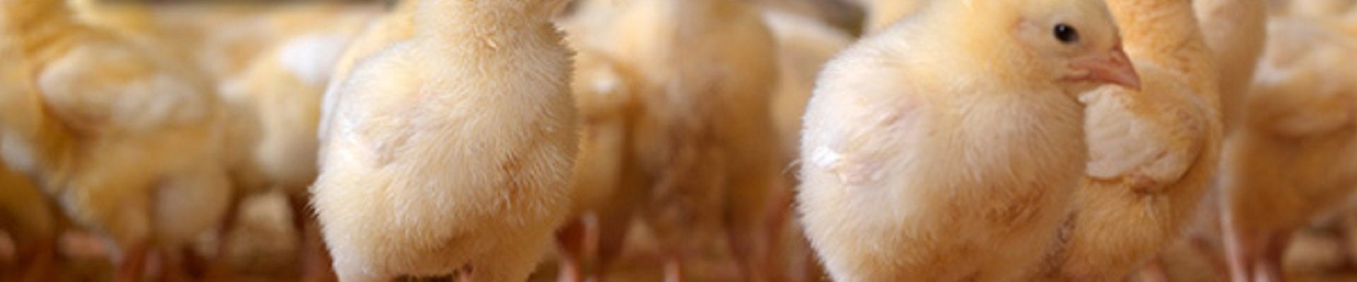 Can We Do Without Inorganic P In Feed?