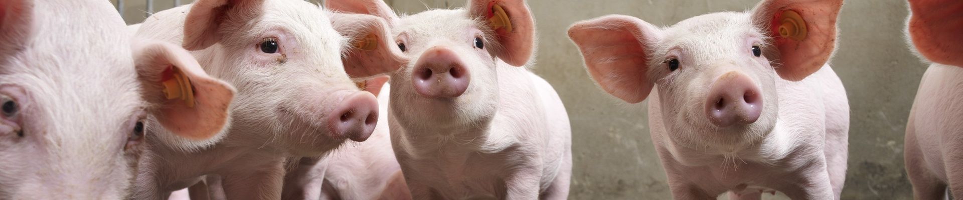 Vetmulin® / Rodotium® (Tiamulin): An Excellent Choice for the Treatment of Mycoplasma-induced …