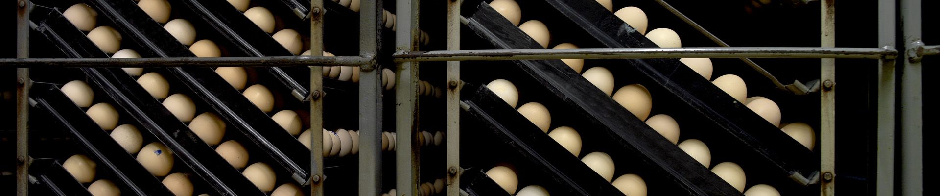 Quality Egg Production Through Improved Nutrition Management