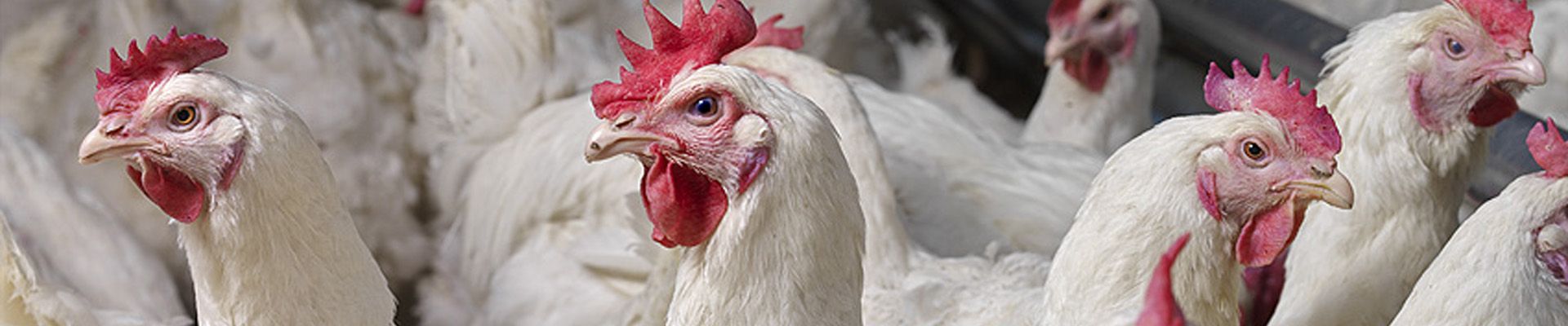 Keeping Flocks Healthy, Productive, and Profitable Through Gut Management