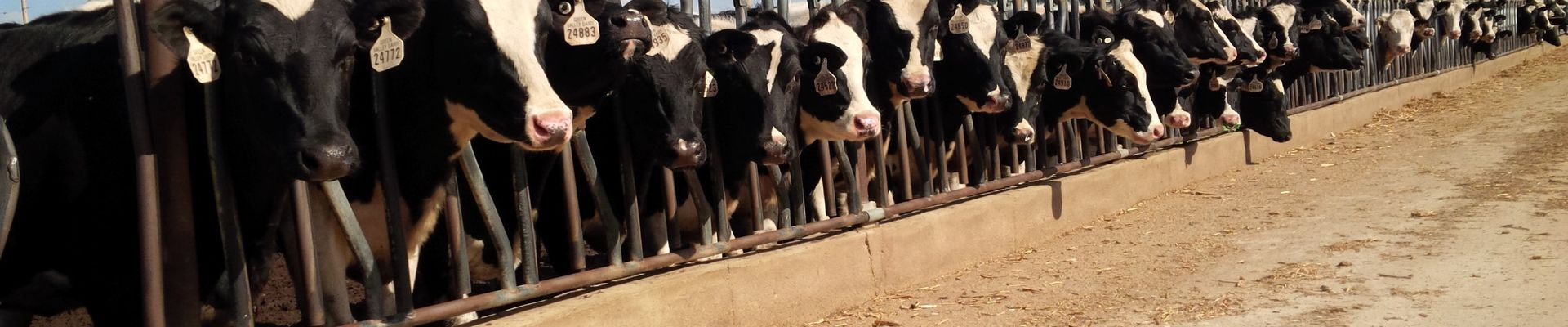 Monovet® Receives FDA Approval