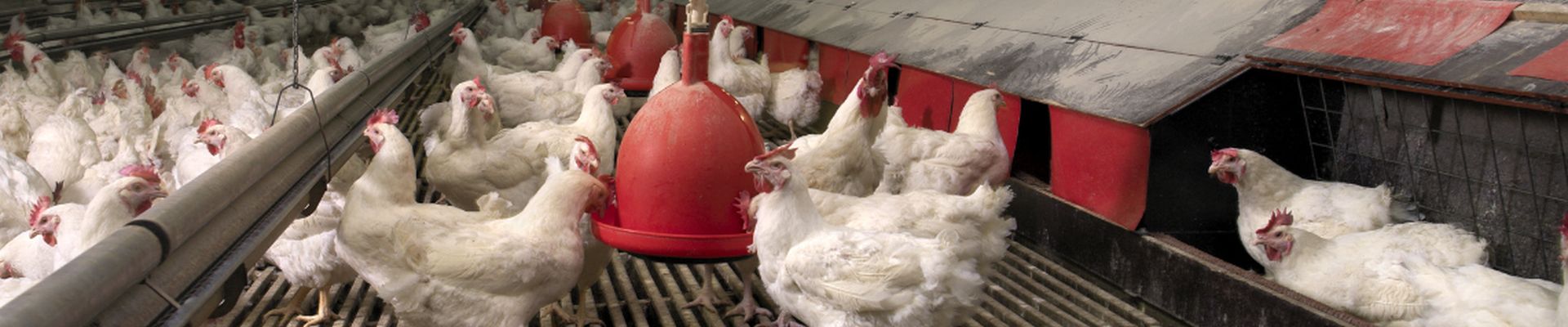 Hostazym® X in Laying Hen Nutrition: The Cost Savings Reformulation Tool