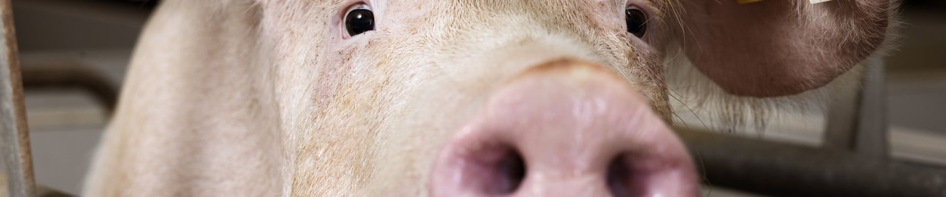 Necrotic Enteritis in Pigs - The Disease