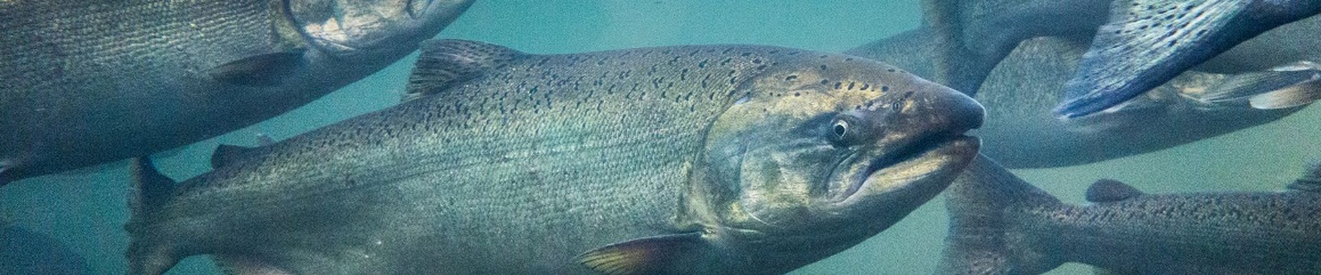 OptiPhos Proved Its Efficacy In Atlantic Salmon (Salmo salar)