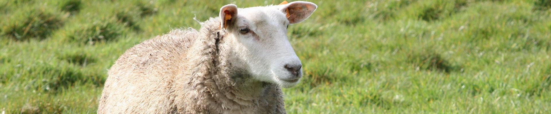 The Prevalence of Cryptosporidium Infection in Neonatal Diarrhoeic Sheep Lambs with Observation …