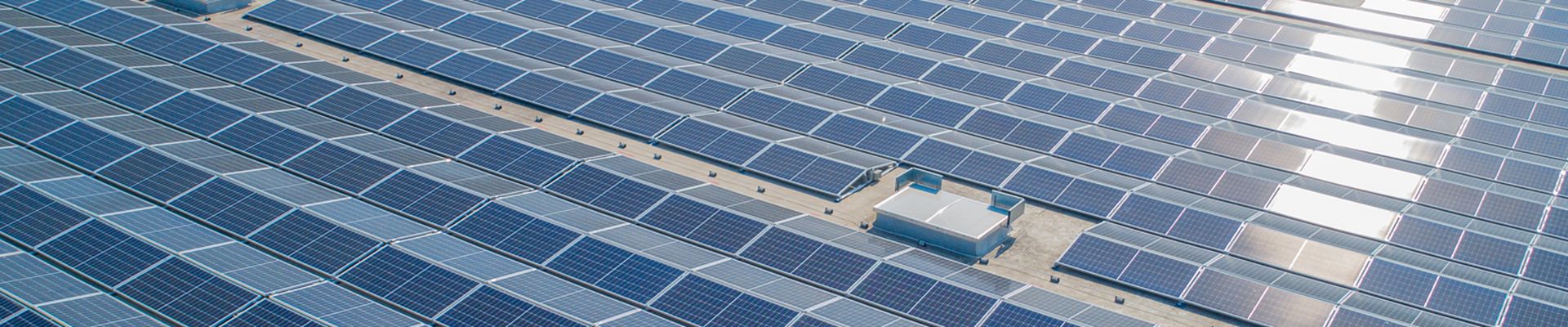 The Environmental Impact Of Pig Production