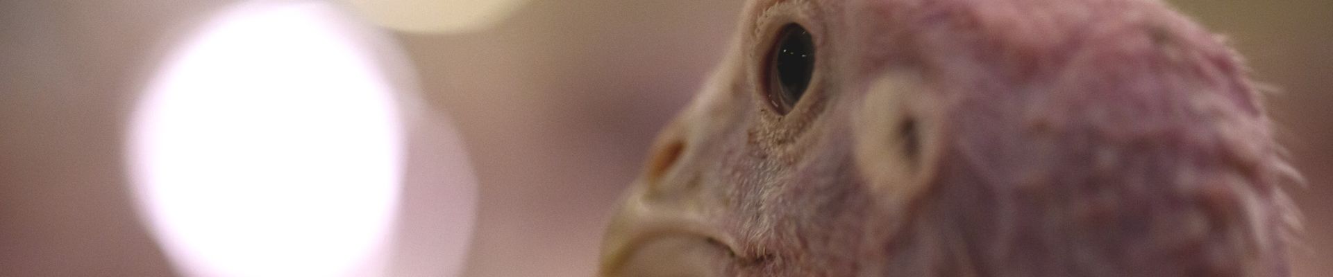 Managing Gut Health, A Multi-Factorial Approach