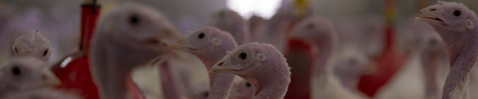 Probiotic Bacillus Licheniformis DSM 28710 in Fattening Turkey Diets Improves Technical Performance