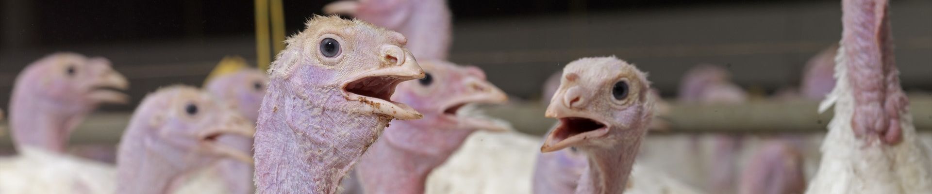 Characteristics of Clostridium perfringens Strains Isolated from Turkeys