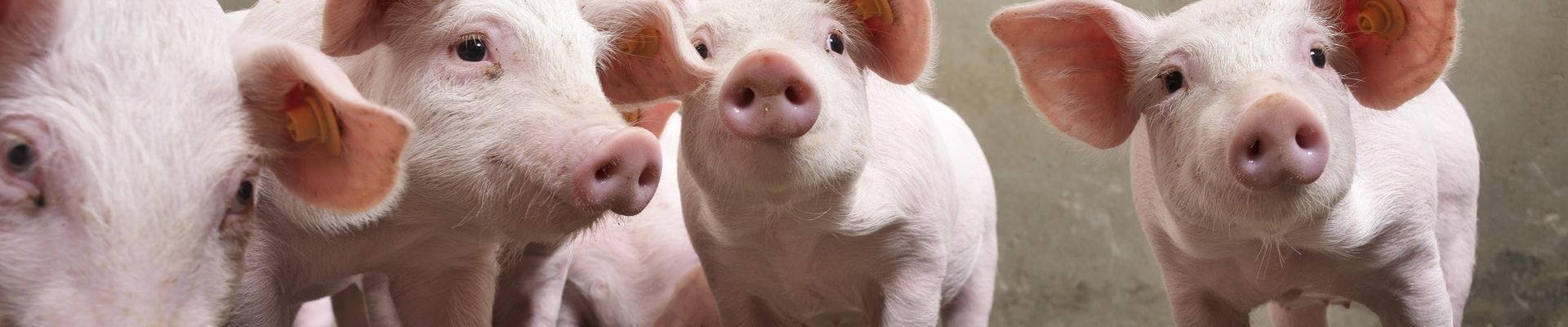 Probiotics and Butyrate: An Alternative Approach