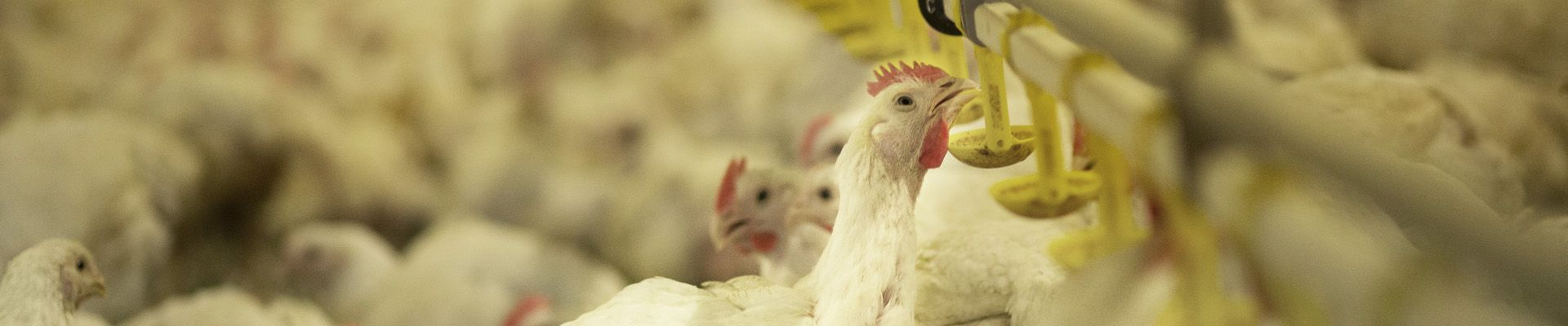 Use of Fibre Degrading Enzymes for a Healthier Poultry Gut