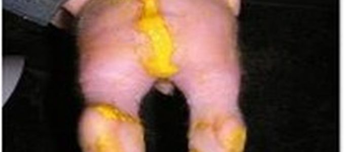 Apravet® / Parofor® - The Ideal Options for …