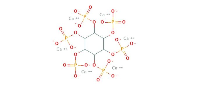 The Role of Calcium in Phosphorus Digestibility