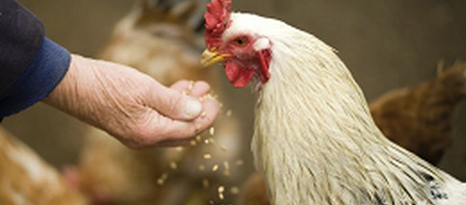 Hostazym® X in Laying Hen Nutrition: The Cost …