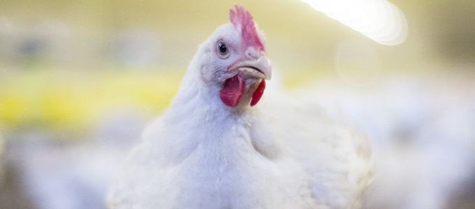 Keeping It Simple: The Power of Single-Strain Probiotics