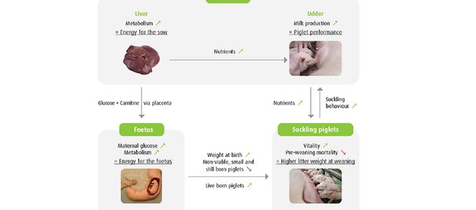 Carnitol-L: A Boost for Sow and Piglet Performance