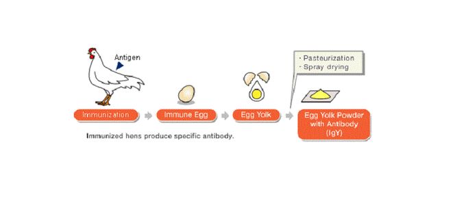 Passive Immunisation by Oral Administration of IgY to …
