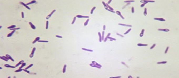 Necrotic Enteritis in Pigs - The Disease