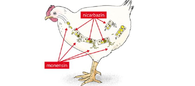 3 Reasons to Use Monimax® to Control Coccidiosis …