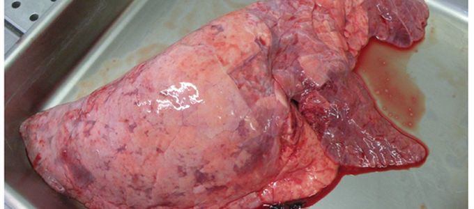 Excellent Efficacy of Vetmulin® / Rodotium® (Tiamulin) Against …