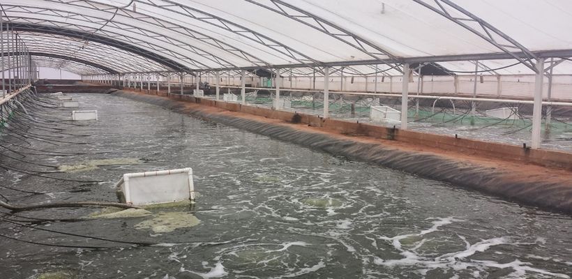 Cleaning And Disinfection Procedures In Aquaculture Using Huvepharma Hygiene Products