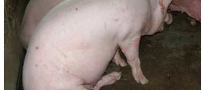 Animal Welfare In The Context Of The Use …