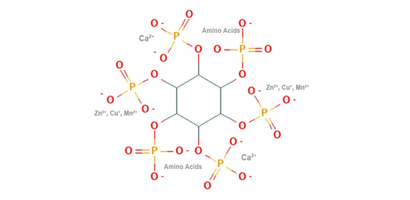 Superdosing Phytase Remains Beneficial Even At Lower Inorganic P Prices