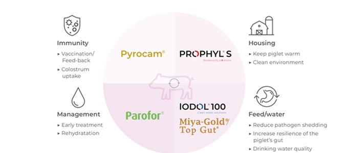 Porcine Intestinal Disease Complex: Focus On Neonatal Diarrhoea