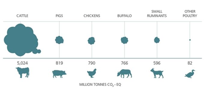 The Environmental Impact Of Pig Production