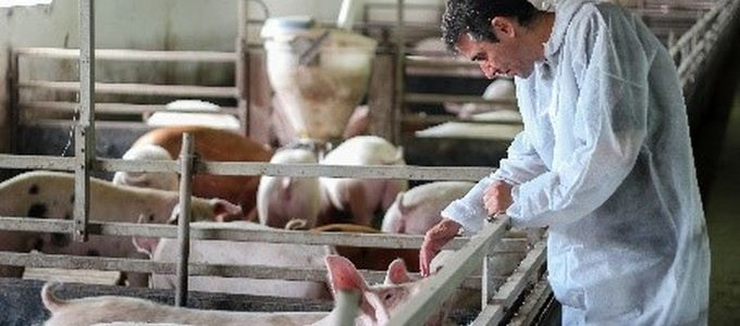 Mycoplasma hyopneumoniae Eradication by Partial Depopulation and Strategic …