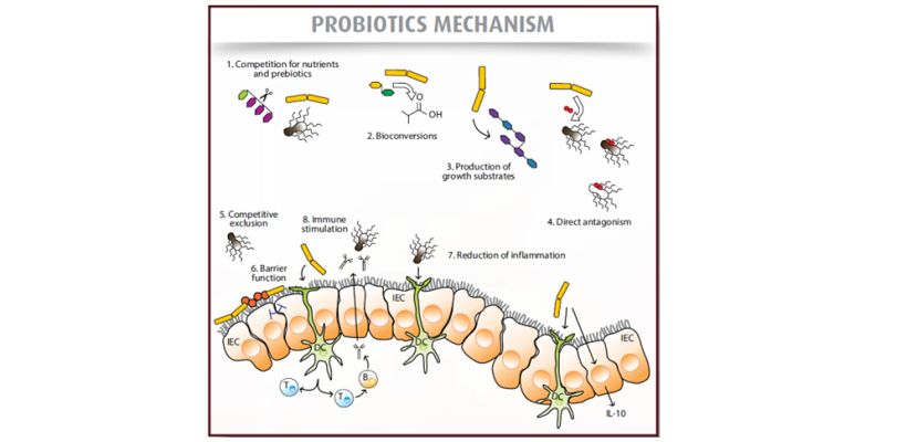 How to Make Sense of the Current Probiotic Market
