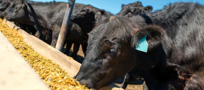 A Selected NSPase Improves Feed Efficiency