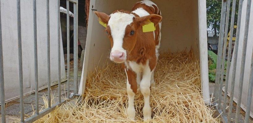 Cryptosporidiosis Webinar Review