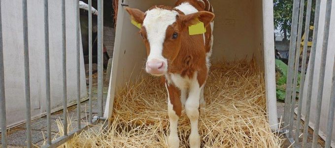 Calf Scour: Focus on Cryptosporidiosis