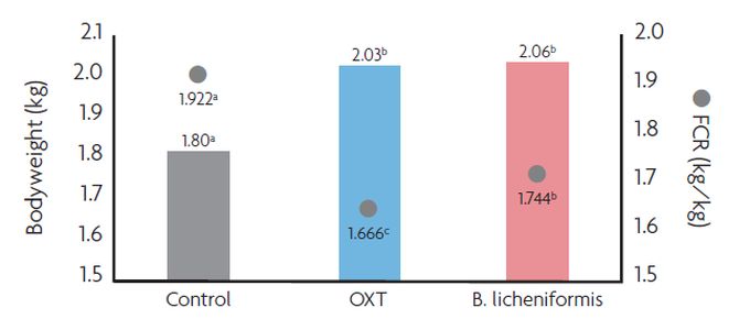 Use of B. Licheniformis to Mitigate the Impact …
