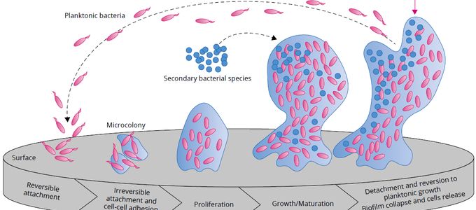 Biofilms: The Bacterial Fortress