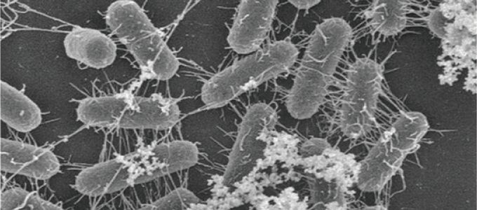 Biofilms: Innovative Ways to Eliminate these Bacteria Under …