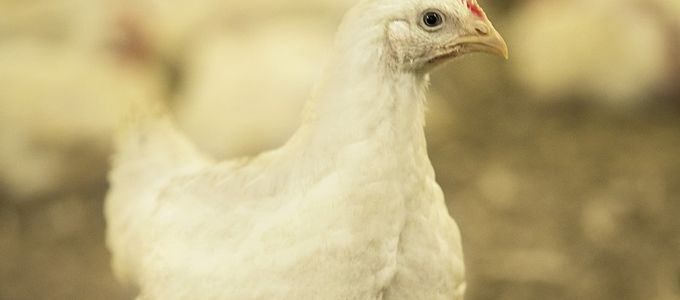 Leadership in Coccidiosis Management: Huvepharma States its Case …