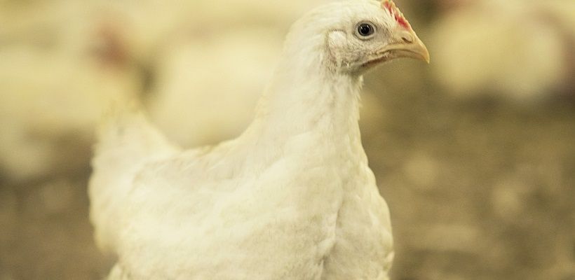 Leadership in Coccidiosis Management: Huvepharma States its Case - Industry …