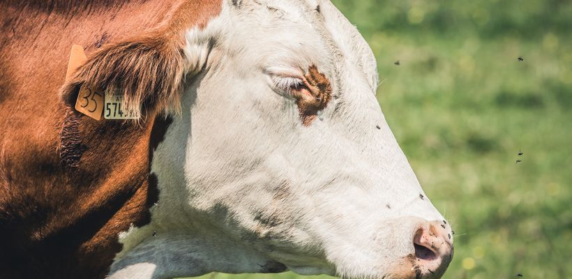 Fly Control: What Are Your Options?