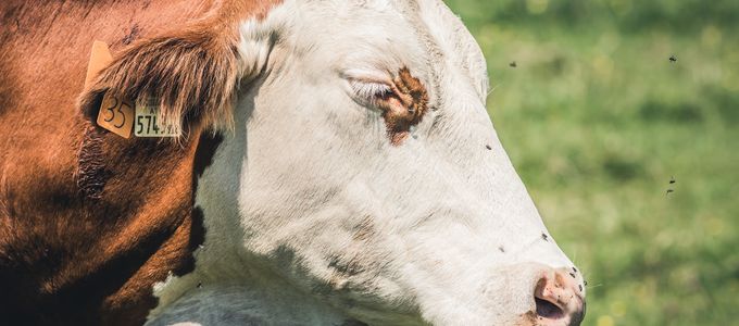 Fly Control: What Are Your Options?